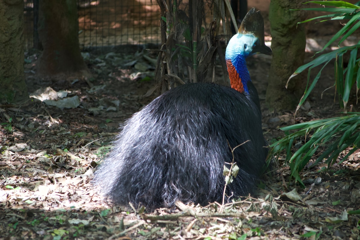 Adventures in the Amazon Rainforest